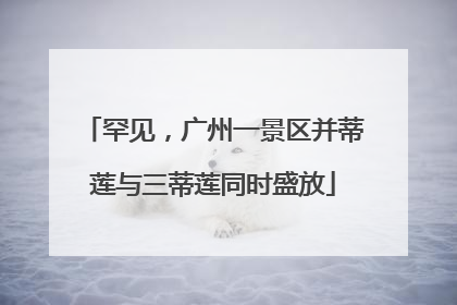 罕见，广州一景区并蒂莲与三蒂莲同时盛放