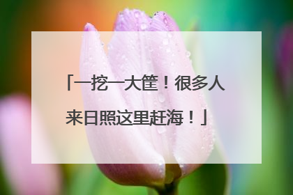 一挖一大筐！很多人来日照这里赶海！