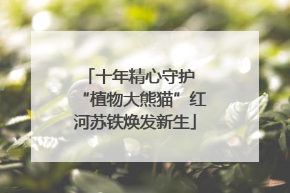 十年精心守护 “植物大熊猫”红河苏铁焕发新生