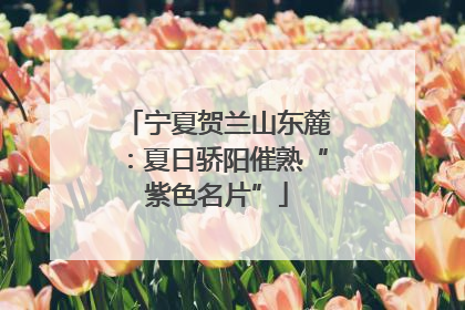 宁夏贺兰山东麓：夏日骄阳催熟“紫色名片”