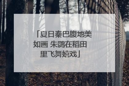 夏日秦巴腹地美如画 朱鹮在稻田里飞舞嬉戏