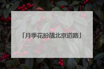 月季花扮靓北京道路