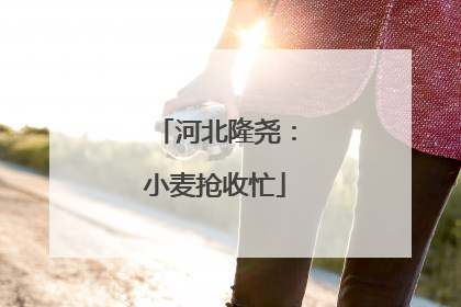 河北隆尧：小麦抢收忙