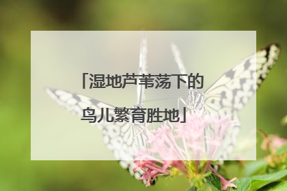 湿地芦苇荡下的鸟儿繁育胜地