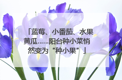 蓝莓、小番茄、水果黄瓜……阳台种小菜悄然变为“种小果”