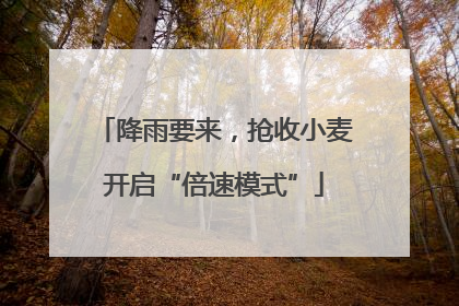 降雨要来，抢收小麦开启“倍速模式”