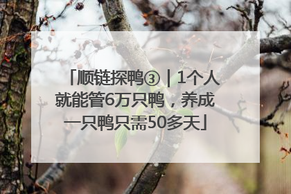 顺链探鸭③｜1个人就能管6万只鸭，养成一只鸭只需50多天