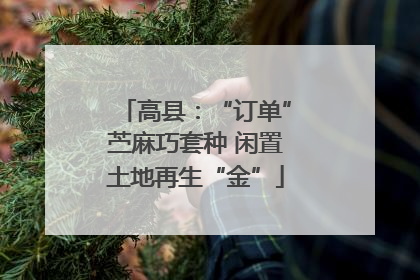 高县：“订单”苎麻巧套种 闲置土地再生“金”
