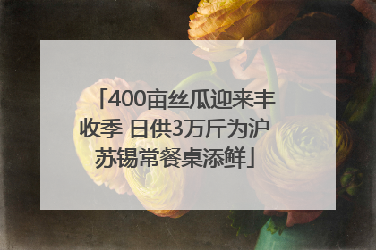 400亩丝瓜迎来丰收季 日供3万斤为沪苏锡常餐桌添鲜